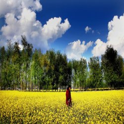 Cheap Kashmir Budget Tour package