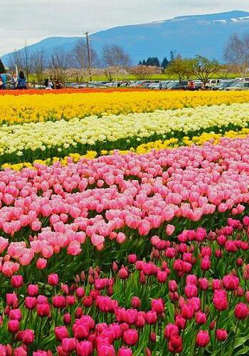 Kashmir Tour Packages with price