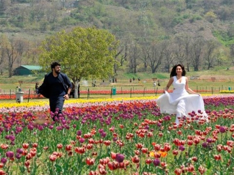 Kashmir Tulip Festival | Srinagar Tulip Garden Tour How To Guide