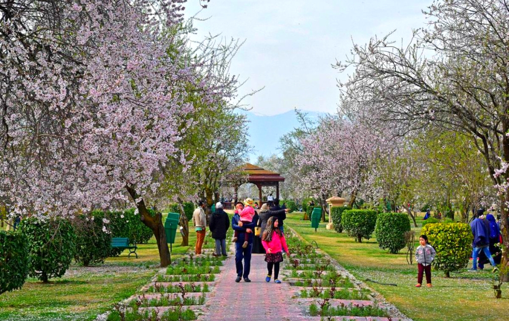 Spring season in Kashmir best time for famlies to visit Kashmir for tulip garden, mughal gardens snow in gulmarg