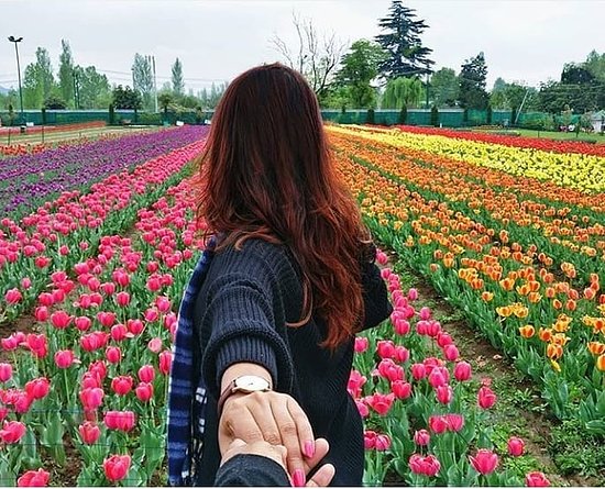 How to visit tulip garden in Kashmir