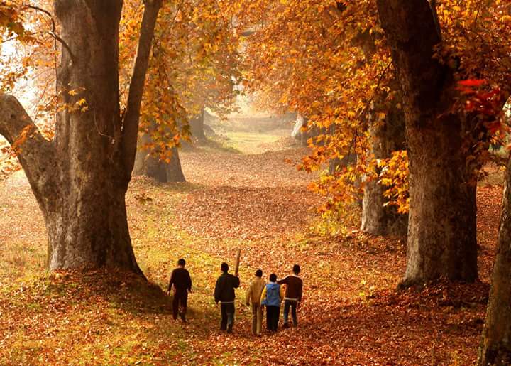 naseem-bagh Srinagar in autumn season best time to visit Kashmir for apple picking saffron fields, burning chinars