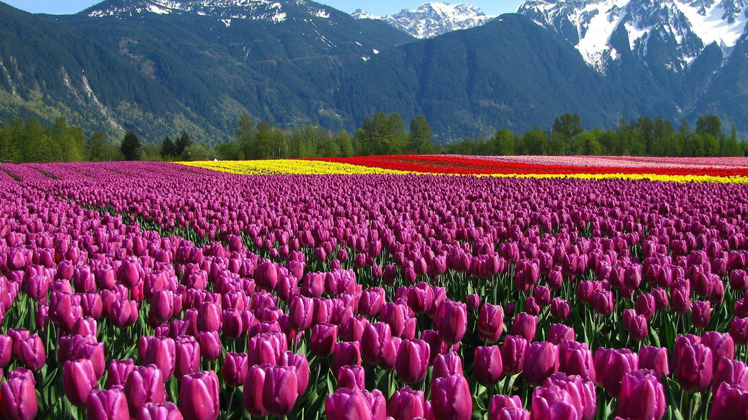 Srinagar Tulip Garden