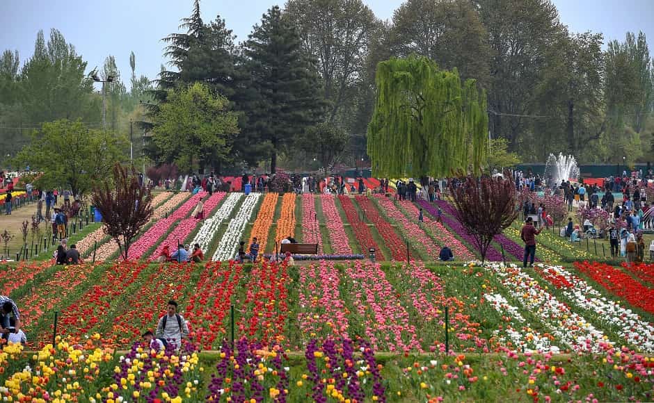 Kashmir Tulip Festival  Srinagar Tulip Garden Tour