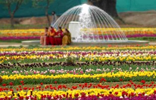 Kashmir Tulip Festival 2021 At Tulip Garden Siraj Bagh Srinagar